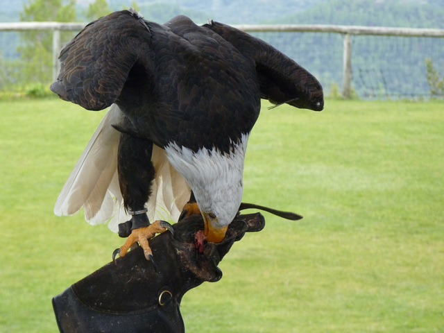 No s'ha trobat l'arxiu
